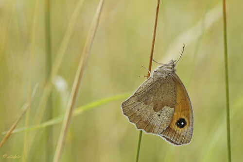 Großes Ochsenauge, Maniola jurtina, Meadow brown butterfly

Aufnahmeort:	Odenwald	
Kamera:	Canon	EOS 60D
Objektiv:	Sigma Makro	150 mm
Stativ		
		
# 00109

© Alle von mir veröffentlichten Bilder unterliegen dem Urheberrecht und dürfen ohne meine schriftliche Genehmigung nicht verwendet werden.