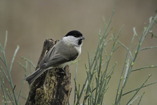 Sumpfmeise, Poecile palustris, Marsh tit

Aufnahmeort:	Odenwald	
Kamera:	Canon	EOS 7D
Objektiv:	Canon 	EF100-400mm
Stativ		
		
# 00110

© Alle von mir veröffentlichten Bilder unterliegen dem Urheberrecht und dürfen ohne meine schriftliche Genehmigung nicht verwendet werden.