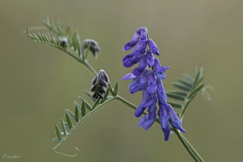 Vogel-Wicke, Vicia cracca, Bird vetch

Aufnahmeort:	Odenwald	
Kamera:	Canon	EOS 60D
Objektiv:	Sigma Makro	150mm
Stativ		
		
# 00111

© Alle von mir veröffentlichten Bilder unterliegen dem Urheberrecht und dürfen ohne meine schriftliche Genehmigung nicht verwendet werden.