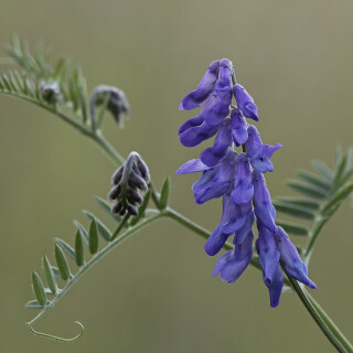 Vogel-Wicke_Vicia-cracca_20240717_0002_B_Web