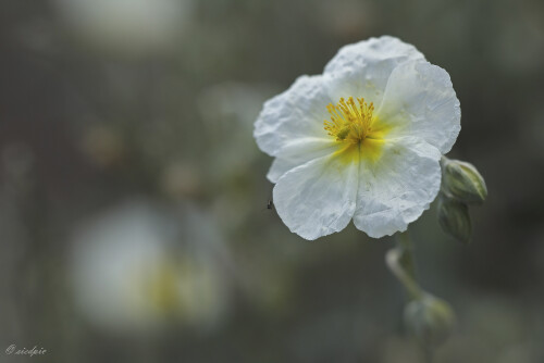 Apenninen-Sonnenröschen, Helianthemum apenninum, Whiterock-rose

Aufnahmeort:	Odenwald	
Kamera:	Canon	EOS 60D
Objektiv:	Sigma Makro	150mm
Stativ		
		
# 00115

© Alle von mir veröffentlichten Bilder unterliegen dem Urheberrecht und dürfen ohne meine schriftliche Genehmigung nicht verwendet werden.