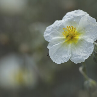 Apenninen-Sonnenroeschen_Helianthemum-apenninum_20240718_0010_B_Web