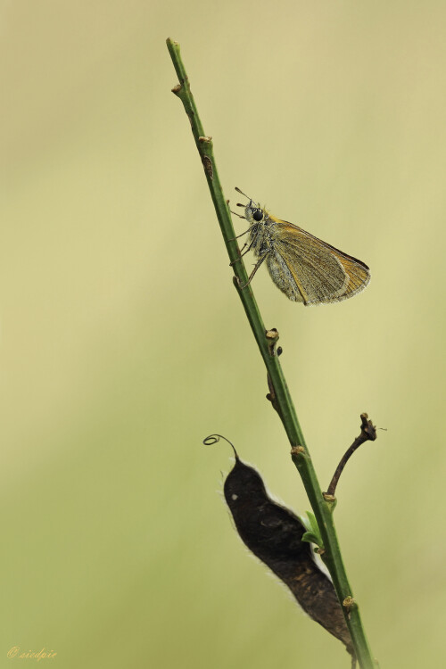 Braunkolbiger Braun-Dickkopffalter, Thymelicus sylvestris, Smallskipper

Aufnahmeort:	Odenwald	
Kamera:	Canon	EOS 60D
Objektiv:	Sigma Makro	150mm
Stativ		
		
# 00116

© Alle von mir veröffentlichten Bilder unterliegen dem Urheberrecht und dürfen ohne meine schriftliche Genehmigung nicht verwendet werden.