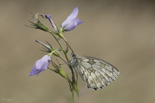 Schachbrettfalter, Melanargia galathea, Western marbled white

Aufnahmeort:	Odenwald	
Kamera:	Canon	EOS 60D
Objektiv:	Sigma Makro	150mm
Stativ		
		
# 00118

© Alle von mir veröffentlichten Bilder unterliegen dem Urheberrecht und dürfen ohne meine schriftliche Genehmigung nicht verwendet werden.