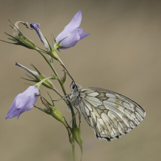 Schachbrettfalter_Melanargia-galathea_20240717_0002_B_Web