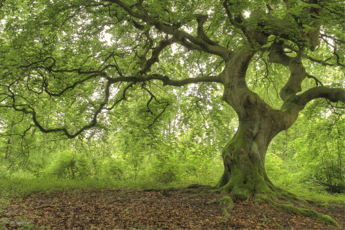 Süntel-Buche, Fagus sylvatica var. suentelensis

Aufnahmeort:	Rheinebene	
Kamera:	Canon	EOS 7D
Objektiv:	Canon 	EF17-40mm
Stativ		
		
# 00117

© Alle von mir veröffentlichten Bilder unterliegen dem Urheberrecht und dürfen ohne meine schriftliche Genehmigung nicht verwendet werden.