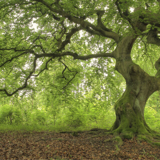 Suentel-Buche_Fagus-sylvatica-var.-suentelensis_20240508_0003_B_HDR-gleichmas_Web