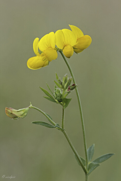 Gewoehnlicher-Hornklee_Lotus-corniculatus_20240717_0003_B_Web.jpeg