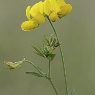 Gewoehnlicher-Hornklee_Lotus-corniculatus_20240717_0003_B_Web