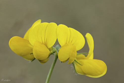 Gewöhnlicher Hornklee, Lotus corniculatus, Granny'stoenails

Aufnahmeort:	Odenwald	
Kamera:	Canon	EOS 60D
Objektiv:	Sigma Makro	150mm
Stativ		
		
# 00120

© Alle von mir veröffentlichten Bilder unterliegen dem Urheberrecht und dürfen ohne meine schriftliche Genehmigung nicht verwendet werden.