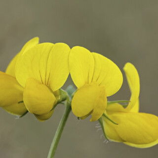 Gewoehnlicher-Hornklee_Lotus-corniculatus_20240717_0010_B_Web