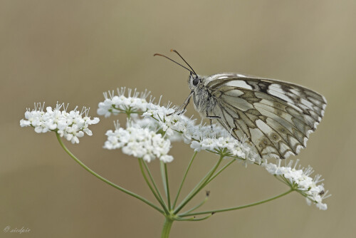 Schachbrettfalter, Melanargia galathea, Western marbled white

Aufnahmeort:	Odenwald	
Kamera:	Canon	EOS 60D
Objektiv:	Sigma Makro	150mm
Stativ		
		
# 00121

© Alle von mir veröffentlichten Bilder unterliegen dem Urheberrecht und dürfen ohne meine schriftliche Genehmigung nicht verwendet werden.