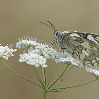 Schachbrettfalter_Melanargia-galathea_20240717_0006_B_Web