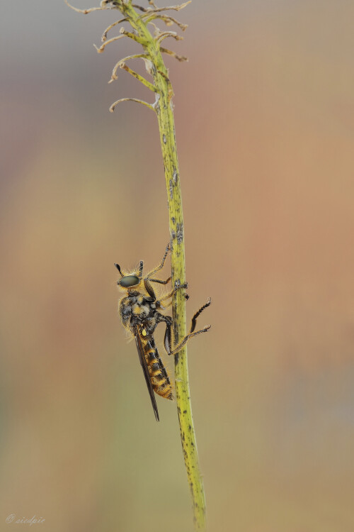 Fransen-Mordfliege, Choerades fimbriata, Robber fly, Weibchen

Aufnahmeort:	Odenwald	
Kamera:	Canon	EOS 60D
Objektiv:	Sigma Makro	150mm
Stativ		
		
# 00126

© Alle von mir veröffentlichten Bilder unterliegen dem Urheberrecht und dürfen ohne meine schriftliche Genehmigung nicht verwendet werden.