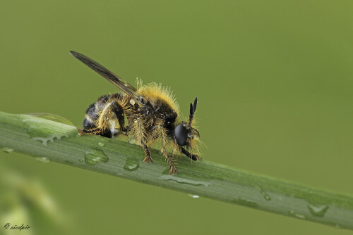 Gelbe Raubfliege, Laphria flava oder Gelbe Mordfliege, Yellow robberfly

Aufnahmeort:	Odenwald	
Kamera:	Canon	EOS 60D
Objektiv:	Sigma Makro	150mm
Stativ		
		
# 00127

© Alle von mir veröffentlichten Bilder unterliegen dem Urheberrecht und dürfen ohne meine schriftliche Genehmigung nicht verwendet werden.