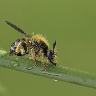 Gelbe-Raubfliege_Laphria-flava_20220609_0003_B_1_Web