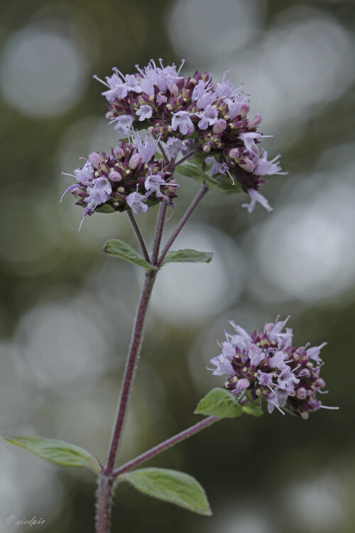 Oregano, Origanum vulgare, Wilder Majoran

Aufnahmeort:	Odenwald	
Kamera:	Canon	EOS 60D
Objektiv:	Sigma Makro	150mm
Stativ		
		
# 00122

© Alle von mir veröffentlichten Bilder unterliegen dem Urheberrecht und dürfen ohne meine schriftliche Genehmigung nicht verwendet werden.