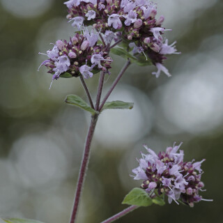 Oregano_Origanum-vulgare_20240717_0008_B1_Web