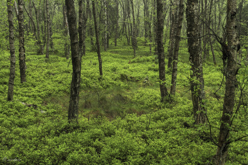 Rotes-Moor_20240522_0002_B_HDR-ausgewog_Web.jpeg