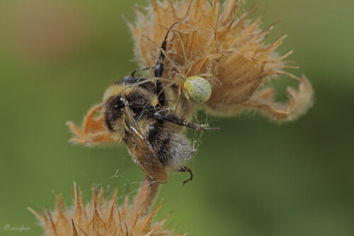 Gewöhnliche Ovalspinne, Enoplognatha ovata, Candy-stripedspider

Aufnahmeort:	Odenwald	
Kamera:	Canon	EOS 60D
Objektiv:	Sigma Makro	150mm
Stativ		
		
# 00133

© Alle von mir veröffentlichten Bilder unterliegen dem Urheberrecht und dürfen ohne meine schriftliche Genehmigung nicht verwendet werden.