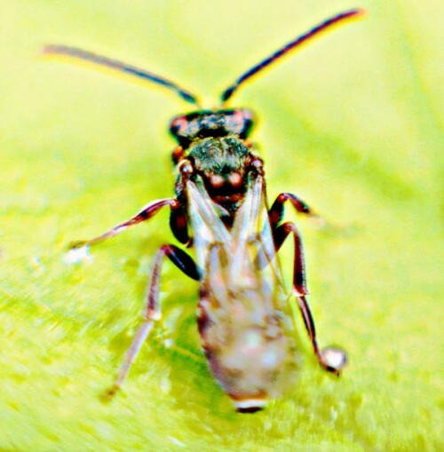 Eine Art Wespenbiene(Nomada), die durch gelbliche Fleckung seitlich bzw. Qierstreifung an ihrem Hinterleib auffallen kann.
https://de.wikipedia.org/wiki/Nomada_guttulata
https://bwars.com/index.php/bee/apidae/nomada-guttulata