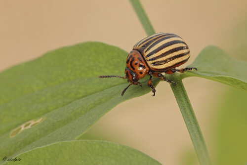 Kartoffelkäfer, Leptinotarsa decemlineata, Potato beetle, Ten-striped spearman

Aufnahmeort:	Odenwald	
Kamera:	Canon	EOS 60D
Objektiv:	Sigma Makro	150mm
Stativ		
		
# 00130

© Alle von mir veröffentlichten Bilder unterliegen dem Urheberrecht und dürfen ohne meine schriftliche Genehmigung nicht verwendet werden.