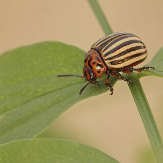 Kartoffelkaefer_Leptinotarsa-decemlineata_20180604_0002_B_Web