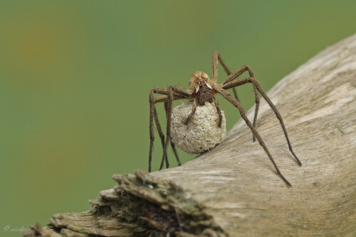 Listspinne mit Kokon, Pisaura mirabilis, Nursery web spider

Aufnahmeort:	Odenwald	
Kamera:	Canon	EOS 60D
Objektiv:	Sigma Makro	150mm
Stativ		
		
# 00132

© Alle von mir veröffentlichten Bilder unterliegen dem Urheberrecht und dürfen ohne meine schriftliche Genehmigung nicht verwendet werden.