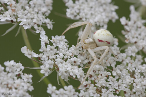 Veränderliche Krabbenspinne, Misumena vatia, Flower crab spider

Aufnahmeort:	Odenwald	
Kamera:	Canon	EOS 60D
Objektiv:	Sigma Makro	150mm
Stativ		
		
# 00131

© Alle von mir veröffentlichten Bilder unterliegen dem Urheberrecht und dürfen ohne meine schriftliche Genehmigung nicht verwendet werden.