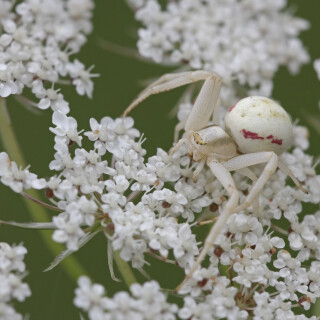 Veraenderliche-Krabbenspinne_Misumena-vatia_20160819_0002_B_Web