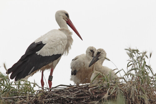 Weißstorch, Ciconia ciconia, White stork

Aufnahmeort:	Rheinebene	
Kamera:	Canon	EOS 7D
Objektiv:	Canon 	EF100-400mm+1,4
Stativ		
		
# 00134

© Alle von mir veröffentlichten Bilder unterliegen dem Urheberrecht und dürfen ohne meine schriftliche Genehmigung nicht verwendet werden.