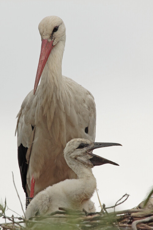 Weißstorch, Ciconia ciconia, White stork

Aufnahmeort:	Rheinebene	
Kamera:	Canon	EOS 7D
Objektiv:	Canon 	EF100-400mm+1,4
Stativ		
		
# 00135

© Alle von mir veröffentlichten Bilder unterliegen dem Urheberrecht und dürfen ohne meine schriftliche Genehmigung nicht verwendet werden.