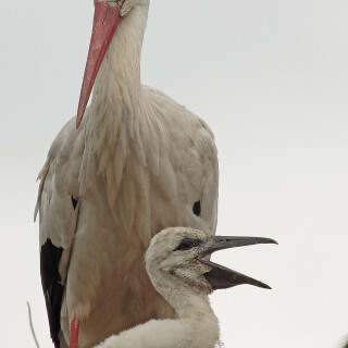 Weisstorch_Ciconia-ciconia_20130615_0031_B_Web