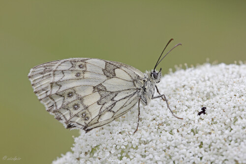 Schachbrettfalter, Melanargia galathea, Western marbled white

Aufnahmeort:	Odenwald	
Kamera:	Canon	EOS 60D
Objektiv:	Sigma Makro	150mm
Stativ		
		
# 00136

© Alle von mir veröffentlichten Bilder unterliegen dem Urheberrecht und dürfen ohne meine schriftliche Genehmigung nicht verwendet werden.