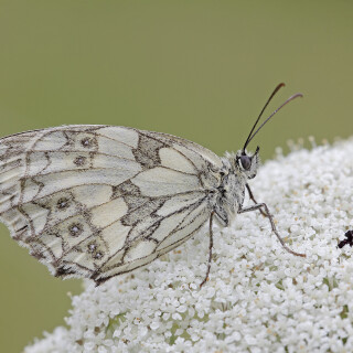 Schachbrettfalter_Melanargia-galathea_20240724_0001_B_Web