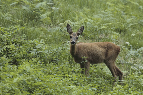 Reh, Capreolus capreolus, Roe deer

Aufnahmeort:	Odenwald	
Kamera:	Canon	EOS 7D
Objektiv:	Canon 	EF100-400mm
Stativ		
		
# 00138

© Alle von mir veröffentlichten Bilder unterliegen dem Urheberrecht und dürfen ohne meine schriftliche Genehmigung nicht verwendet werden.