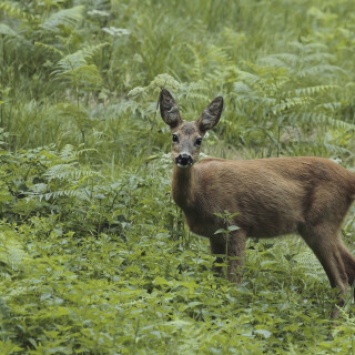 Reh_Capreolus-capreolus_20130816_0016_B_Web