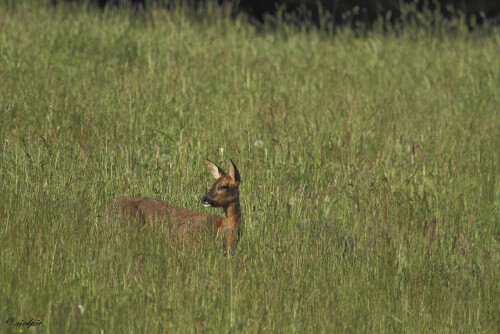 Reh, Capreolus capreolus, Roe deer

Aufnahmeort:	Odenwald	
Kamera:	Canon	EOS 7D
Objektiv:	Canon 	EF100-400mm
Stativ		
		
# 00139

© Alle von mir veröffentlichten Bilder unterliegen dem Urheberrecht und dürfen ohne meine schriftliche Genehmigung nicht verwendet werden.