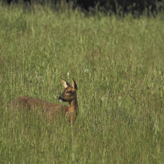 Reh_Capreolus-capreolus_20140518_0001_B_Web