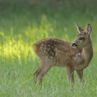 Reh_Capreolus-capreolus_20140715_0006_B1_Web