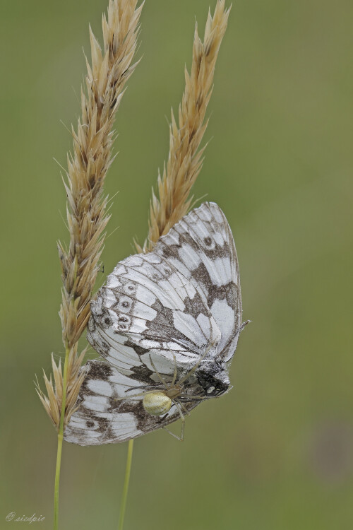 Schachbrettfalter, Melanargia galathea, Western marbled white und 
Kugelspinne (Enoplognatha ovata)

Aufnahmeort:	Odenwald	
Kamera:	Canon	EOS 60D
Objektiv:	Sigma Makro	150mm
Stativ		
		
# 00137

© Alle von mir veröffentlichten Bilder unterliegen dem Urheberrecht und dürfen ohne meine schriftliche Genehmigung nicht verwendet werden.