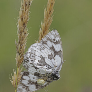 Schachbrettfalter_Melanargia-galathea_20240724_0004_B_Web