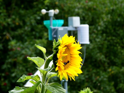 2024-07-17-Triesdorf-Natur-und-Forschung-4.jpeg