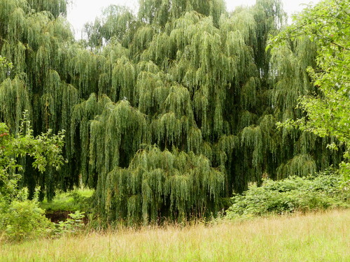 2024 07 17 Triesdorf Trauerweide wie ein grüner Wasserfall