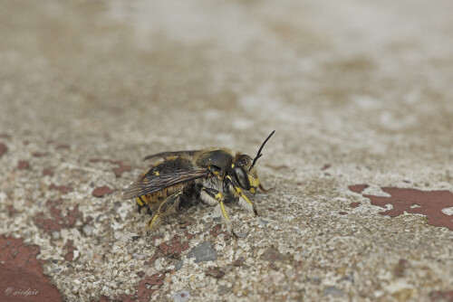 Große Wollbiene, Anthidium manicatum, European wool carder bee

Aufnahmeort:	Odenwald	
Kamera:	Canon	EOS 60D
Objektiv:	Sigma Makro	150mm
Stativ		
		
# 00141

© Alle von mir veröffentlichten Bilder unterliegen dem Urheberrecht und dürfen ohne meine schriftliche Genehmigung nicht verwendet werden.