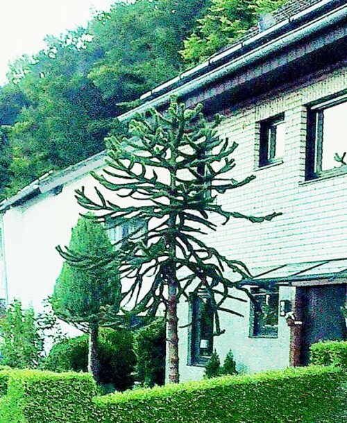 Die Araukarie ist ein Nadelbaum, der verstreut auf der Südhalbkugel vorkommen kann.
In den gemäßigten Breiten wächst z. B.  die chilenische Araukarie.
https://de.wikipedia.org/wiki/Araukarien