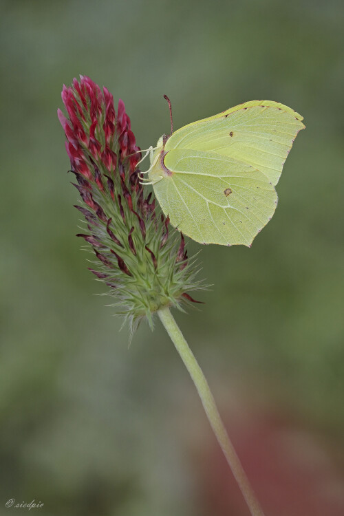 Zitronenfalter, Gonepteryx rhamni, Brimstone butterfly

Aufnahmeort:	Odenwald	
Kamera:	Canon	EOS 60D
Objektiv:	Sigma Makro	150mm
Stativ		
		
# 00142

© Alle von mir veröffentlichten Bilder unterliegen dem Urheberrecht und dürfen ohne meine schriftliche Genehmigung nicht verwendet werden.