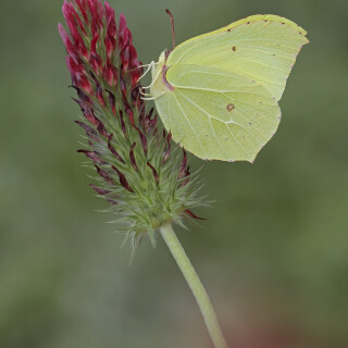 Zitronenfalter_Gonepteryx-rhamni_20160726_0005_B_Web