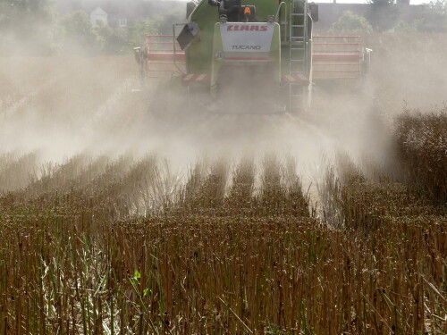 2024 07 18 Triesdorf Raps dreschen ist enorm staubig 1