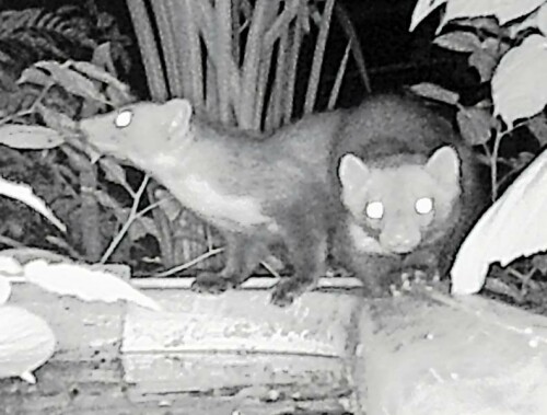 Ein seltenes Bild einer Wildtierkamera:Zwei Steinmarder an einer ehemaligen Badewanne.
https://de.wikipedia.org/wiki/Steinmarder